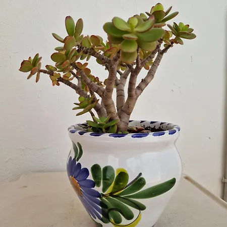 San Antonio - Beach, Pool And Terrace * טורמולינוס